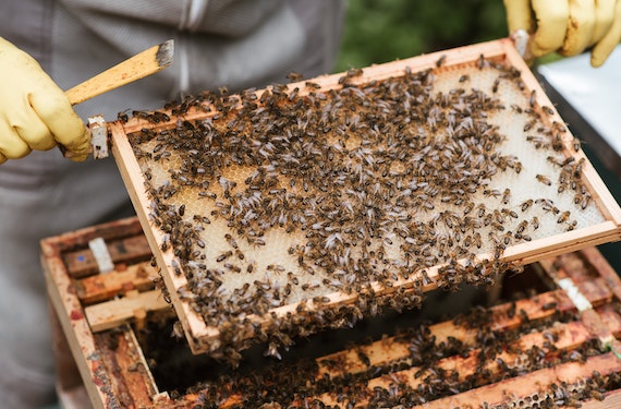 The Journey of Authentic Honey: From Beehive to Your Table