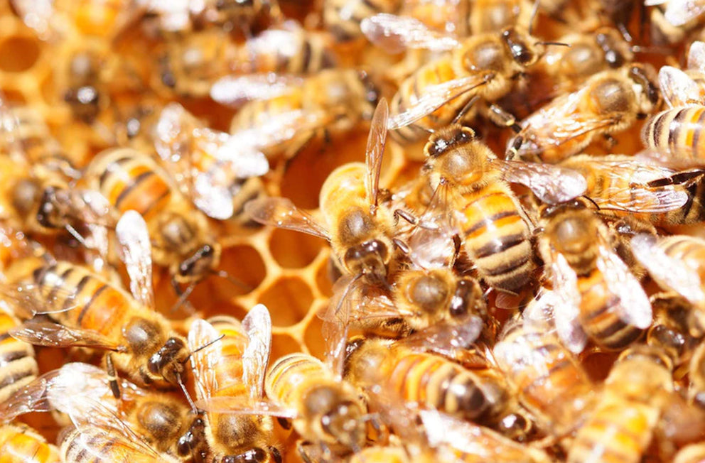 Jarrah Honey Health Benefits for Children Above Two Years