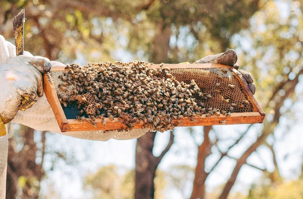 This is What Happens to Your Body When You Eat Jarrah Honey Daily