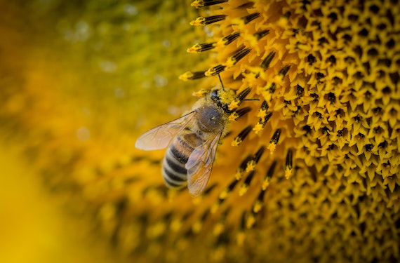 Jarrah Honey Flavours From Different Flowers