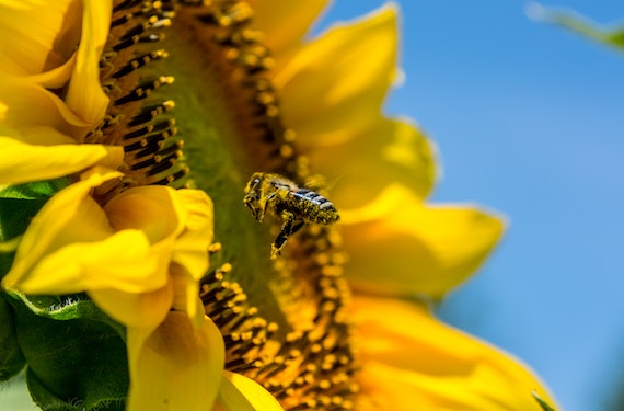 Appreciating and Understanding the Versatility of Bees